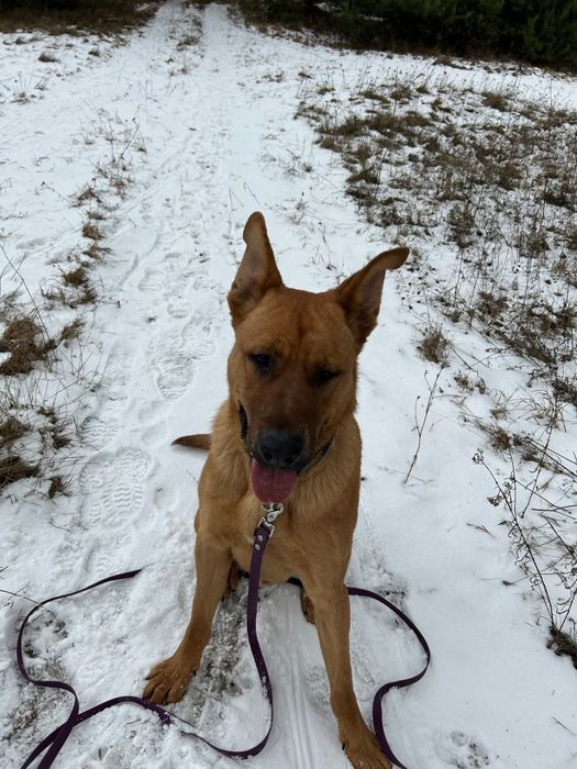 Wesoły i młody Scooby- adoptuj