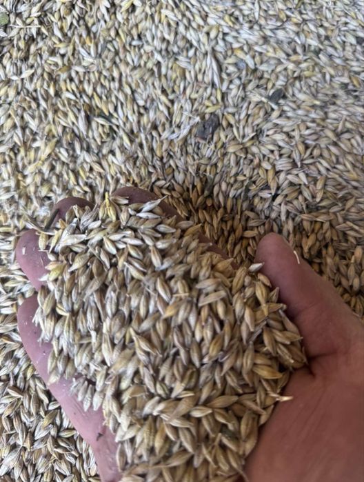 Продам ячмень урожай 26-го года