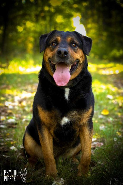 Rufus! Średniego wzrostu masywny pies o wielkim sercu!