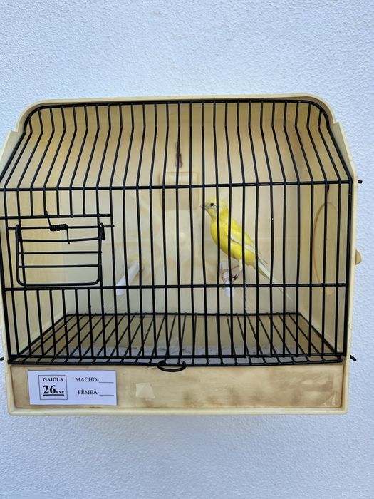 Canários lipocromo amarelo Intenso e Nevados