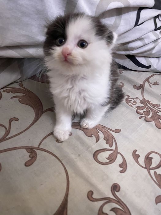 віддам котиків у хороші руки