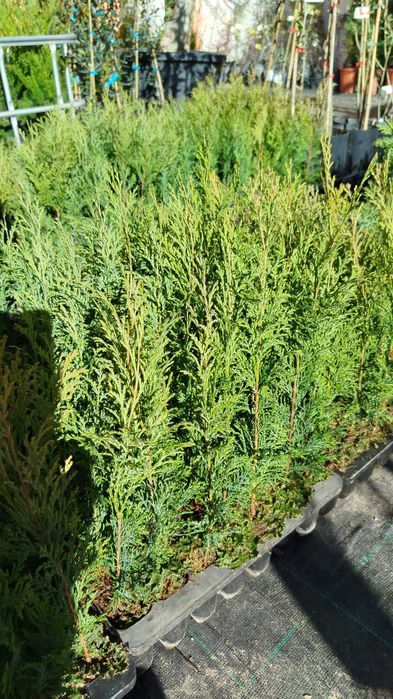 Cedros para vedação