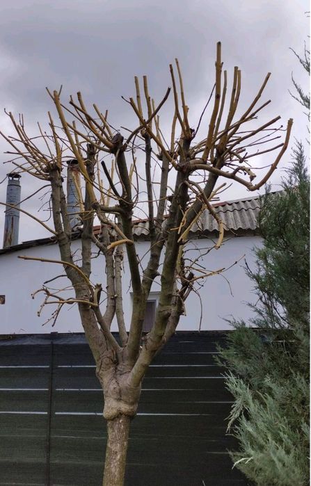 Весняна обрізка саду. Обробка рослин, підготовка саду до сезону.