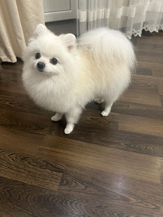 Померанский шпиц для вязки