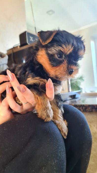 Йоркширський тер'єр