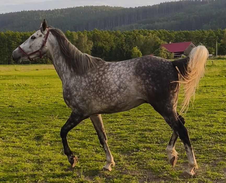 Sprzedam Wałacha