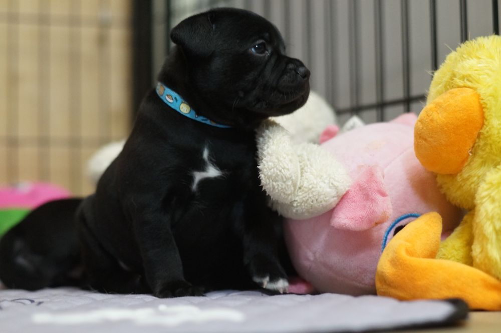 Staffordshire Bull Terrier