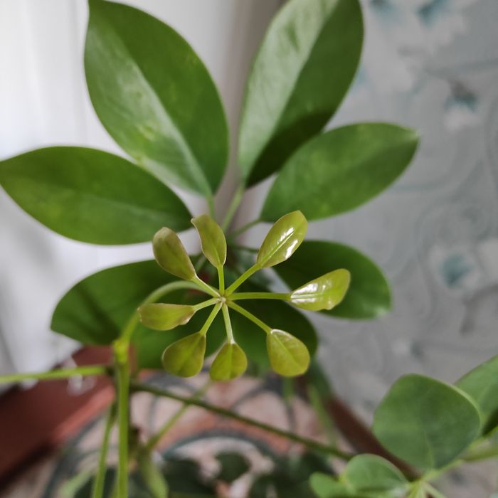 Продам вазон ШЕФФЛЕРА