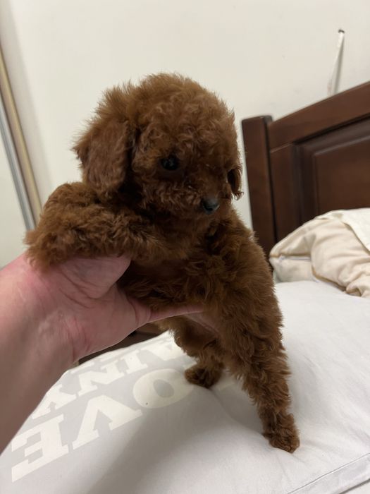 Цуценята мальтіпу