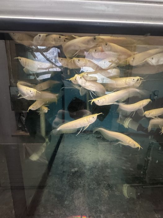 Arowana albino mlode!