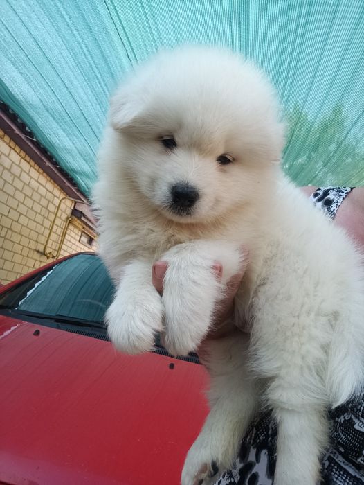 Цуценята самоїда