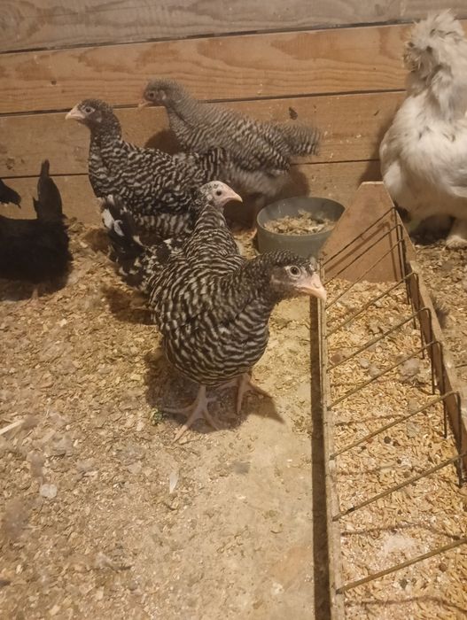 Kurczaki rasy amrock..