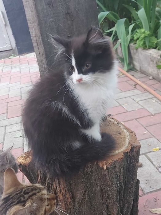 Котенята в гарні руки