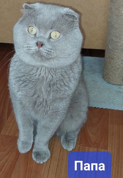 Скоттиш страйт котёнок. Девочка.