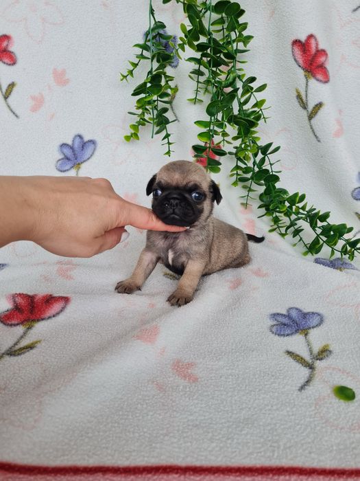 Estupendo menino Pug Carlin Beje de Qualidade