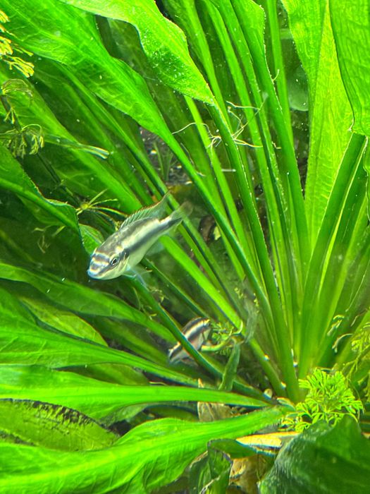 Crias de Kribensis 3/4/5cm desde 1,80€