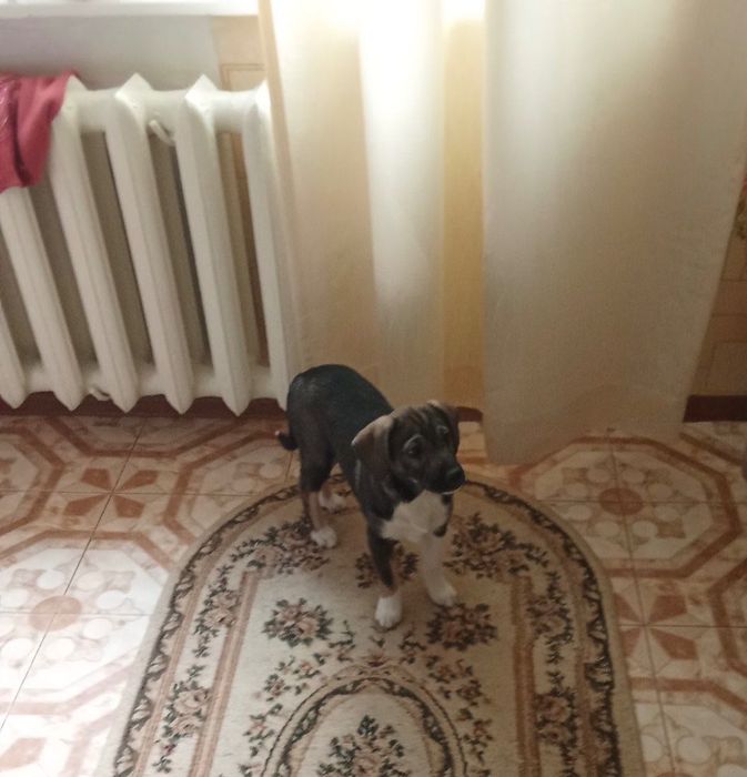 Віддам цуценят в добрі руки
