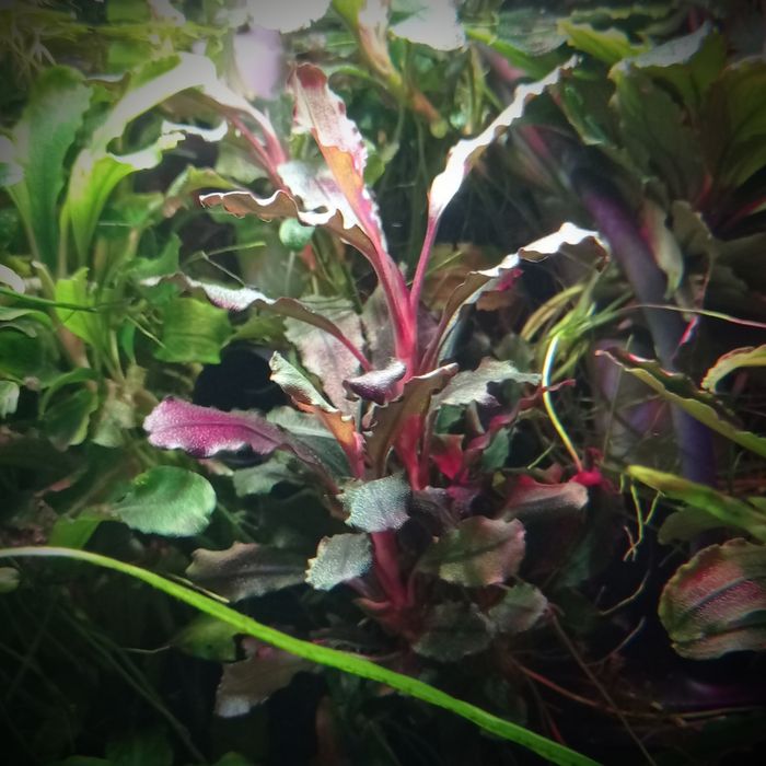 Bucephalandra theia brown, akwarium, rośliny akwariowe, akwarystyka