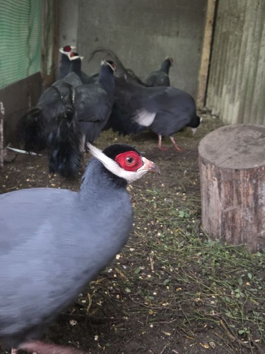 Фазани ушаті сині