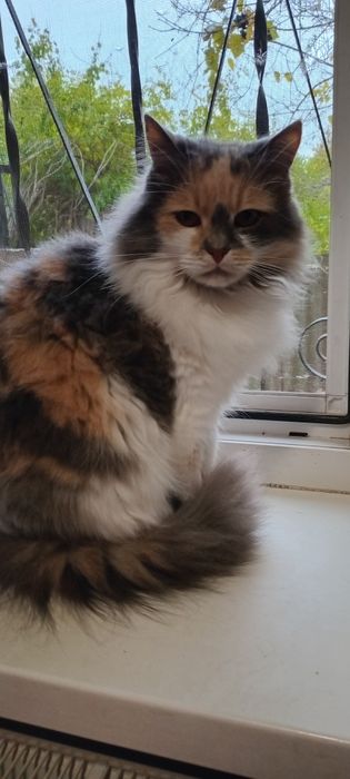 Орендую жилье у Золотоноші,Черкаси ВПО з Нікополя жінка