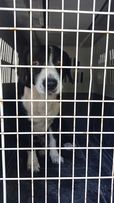 Pacífico muito fofo e abandonado