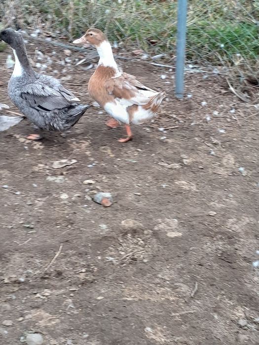 Sprzedam dwie kaczki staropolskie tegoroczne.