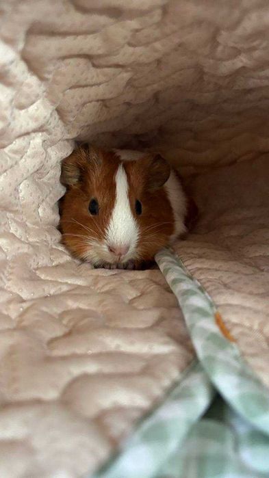 Морські свинки різнопородні для дому, неймовірно милі малюки