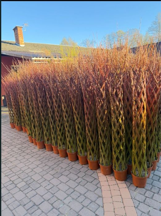 Wierzba pleciona z paszportem rośliny