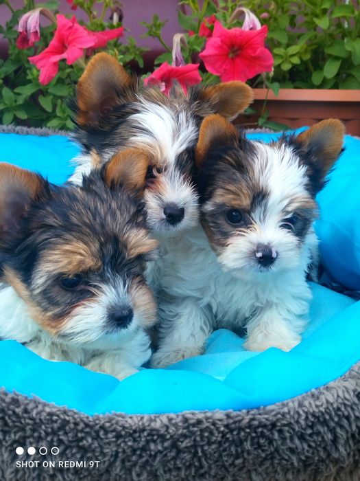 Мини малыши биверы.