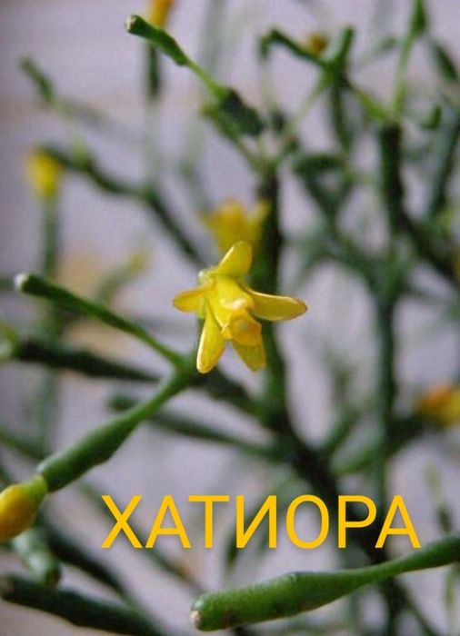 ХАТИОРА - жёлтая