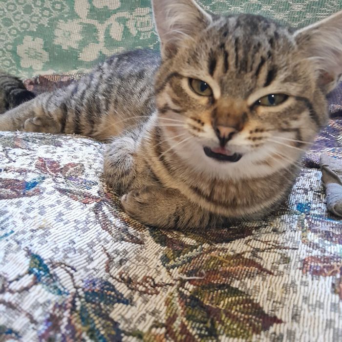 Котята в добрые руки.