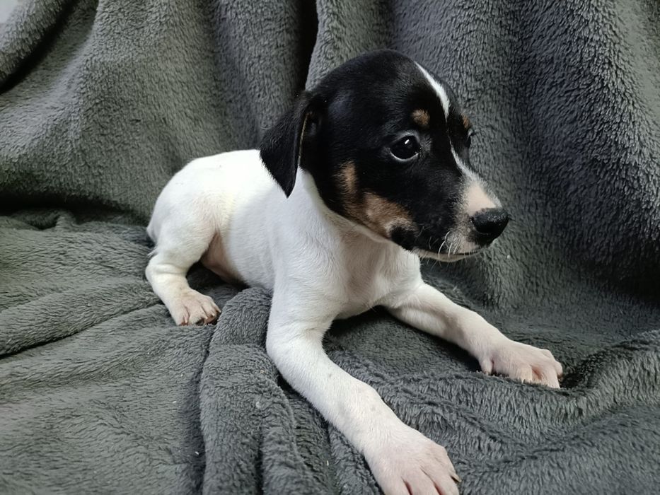 Ratonero Bodeguero Andaluz puro
