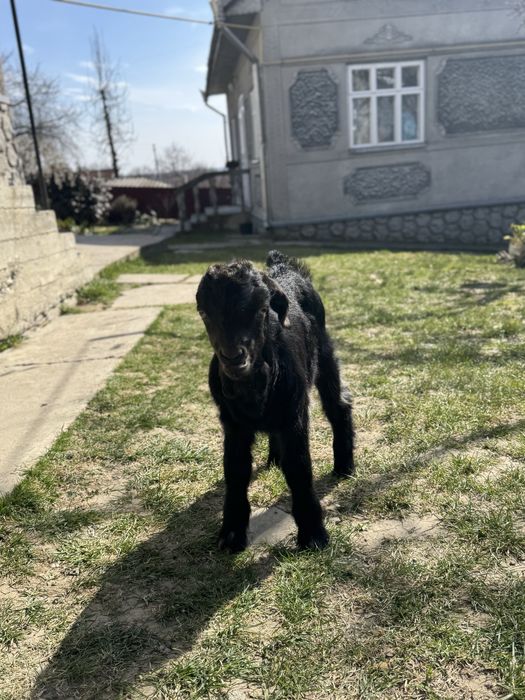 Козлик занівсько-нубійський шукає родину