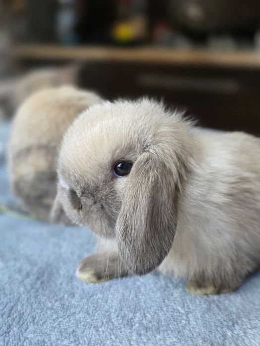 Karzełek baranek syjamski, królik miniaturka, (nie) mini lop, rasowy