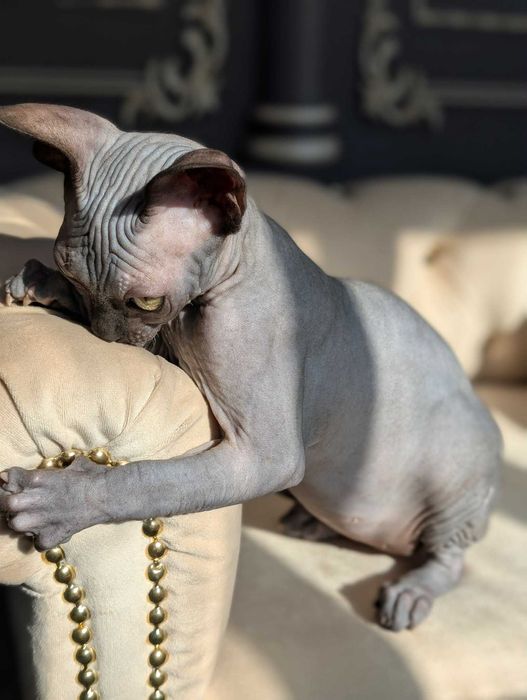 Tarantino uroczy chłopczyk. Sfinks. Dostępny w marcu