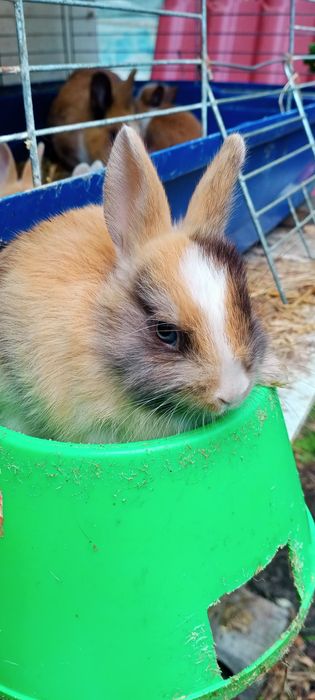 Мінні декоративні ручні кролики