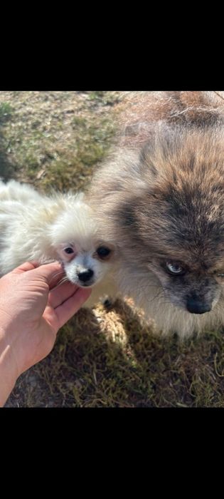 Померанський шпіц дівчинка