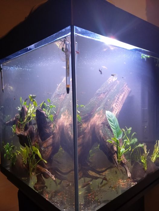 Aquario 45x45x50 com móvel