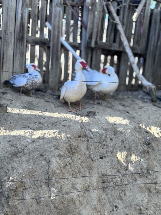 Patos e patinhos bebes