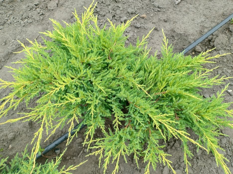 Ялівець, хвойні рослини