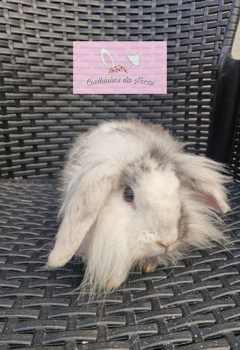 Coelho anão mini lop