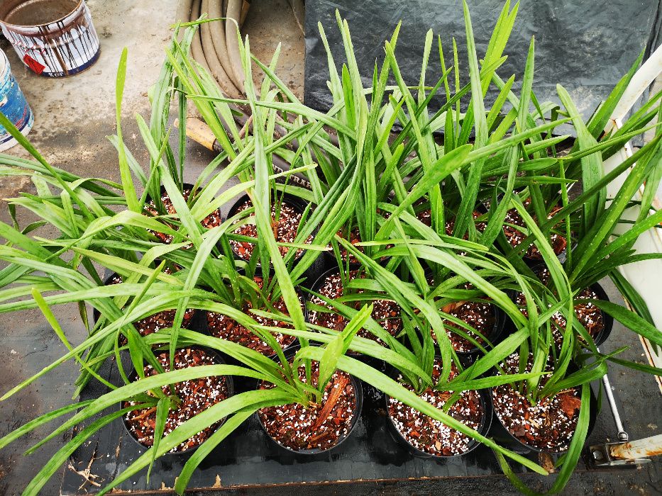 cymbidium storczyk
