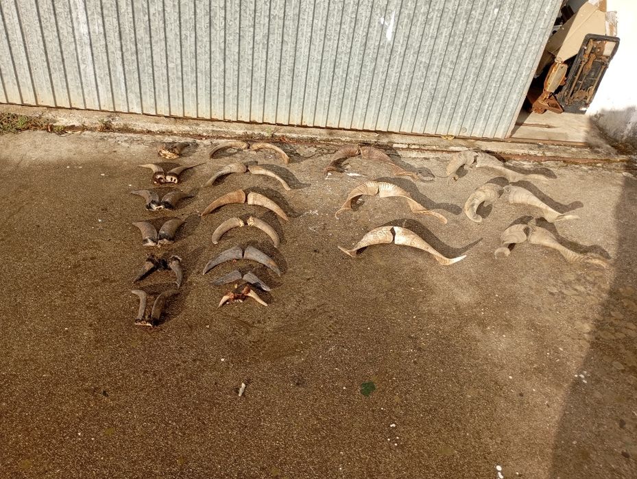 Parelhas cornos/chifres de raça caprina