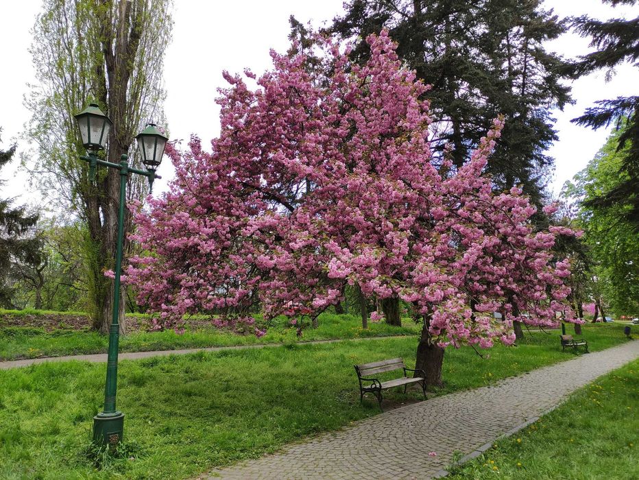 Відпочинок (Подорожі)  Карпати, Закарпаття (термальні води, замки, дег