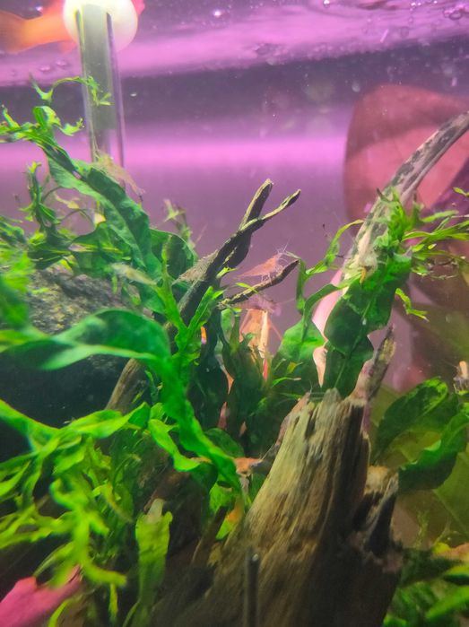 Krewetki mix kolorów