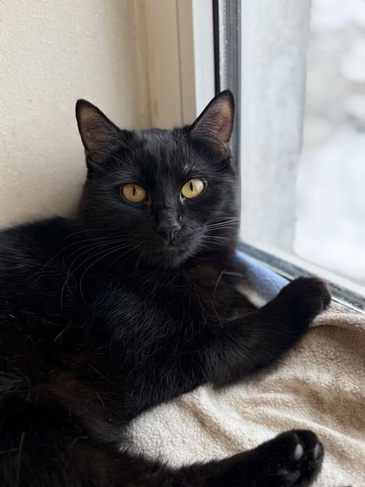 Киця Магда шукає родину. Кішечка в добрі руки