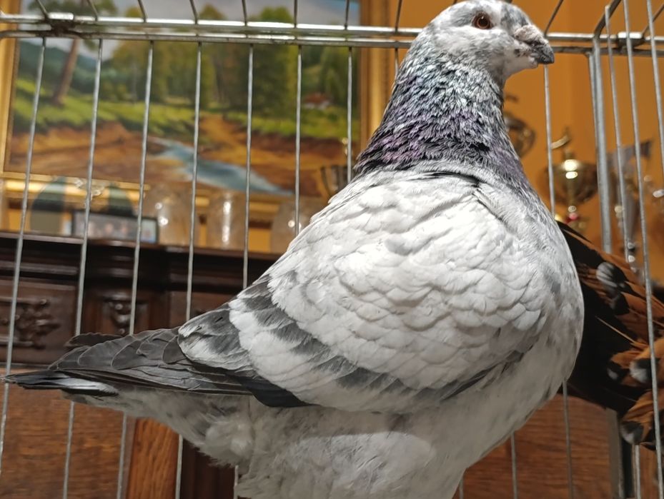 Giant Homer, wysyłam, gołębie ozdobne