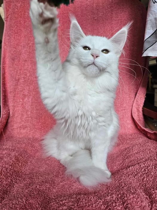 Biała kotka Maine coon, FPL