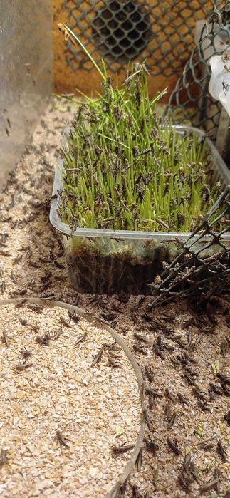 Szarańcza wędrowna pustynna