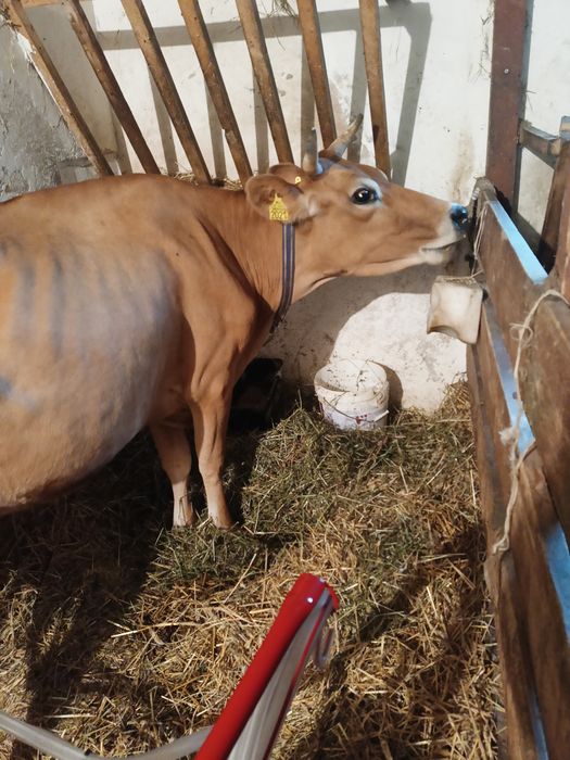 Jersey krowa i dwie jałówki